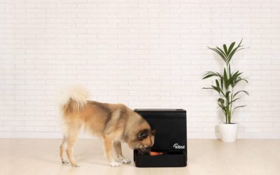 Kibus Petcare cierra una ronda de más de 1M€ liderada por Easo Ventures para potenciar el crecimiento en España